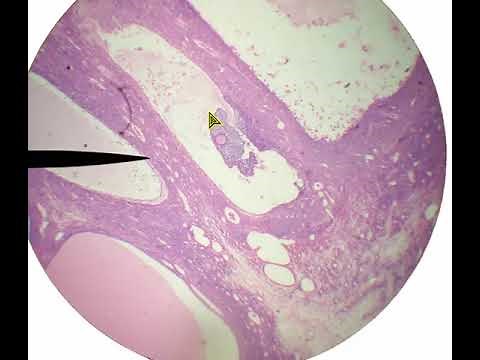 Reproductive Histology with Study Quiz
