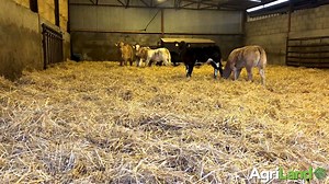 22K views · 665 reactions | AgriLand spoke with suckler farmer Owen O'Neill of Co. Carlow recently, to get an insight into how his vision of breeding the right type of beef animal is on the list of priorities.  Read more: https://www.agriland.ie/farming-news/beef-focus-if-a-cow-is-producing-quality-calves-she-has-enough-of-stars-for-me/ | Agriland.ie | Facebook