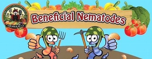 Nematodes for Termites: Resources, Products & FAQ