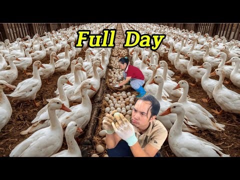 Duck Egg Harvest & Cleaning Duck Coop | Our Daily Farm Life at Chinh Noal Duck Farm