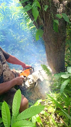 Many branches must be cut down using a chainsaw #wood #chainsaw