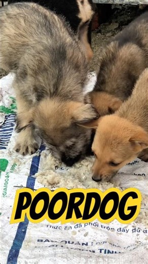 🐕🐕🐕🥹🥹🙏 The meals of unweaned puppies are always arduous, white rice spread on a tarpaulin.
