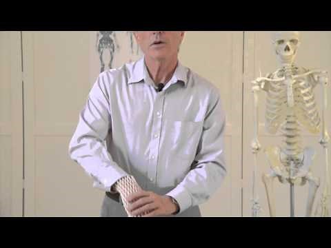 Fascia In Movement: The Essentials Preview