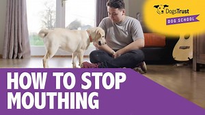 Puppies may start to mouth people for reasons such as feeling excited. Some owners confuse this behaviour with their puppy 'biting' and dont know what to do to stop it. Our dog training experts show you the best way to stop this unwanted behaviour. Find your nearest Dogs Trust Dog School > https://goo.gl/sLN3oH | Dogs Trust