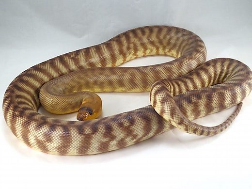 Woma Python Care Sheet | Reptiles' Cove