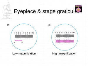 A-level Biology Questions by Topic: Magnification Calculations and Graticules — Online A level Biology Tutor