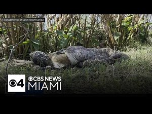 Burmese pythons can eat bigger prey than realized, Florida scientists warn