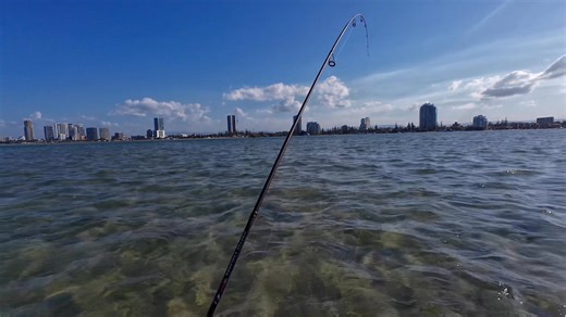 The tale of the 82cm Flathead on 4lb line. Gold Coast broadwater, 17 September 2025. Well here you go, bit of a long story 😂 *Language warning: one bad word sorry. It started in just 30cm of water, wading along the eastern edge of a massive yabby bank. I flicked out an unweighted yabby on 4lb Yamatoyo fluorocarbon into a little dip in the sand where I often catch whiting, thinking little of it when the rod loaded up. At first, the fish swam calmly toward me and I felt it was just another averag