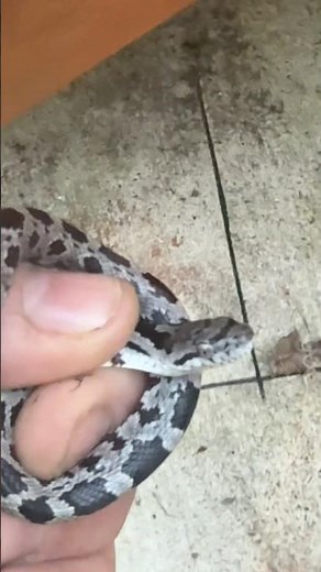 Gray Rat Snake, 1st time finding one of these in PA #snakes #reptile #grayratsnake