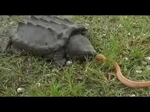 Snapping Turtle CRUSHES Snake in One Brutal Bite 😱🐢🐍