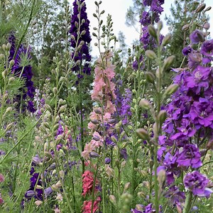 39 Larkspur Facts And How To Care Tips - Green Packs
