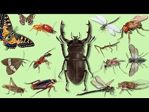 learn insect name in english with pictures