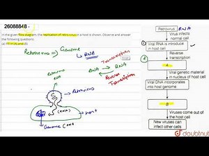 In the given flow diagram, the replication of retro