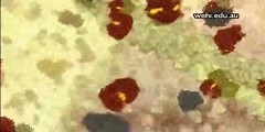 Apoptosis animation