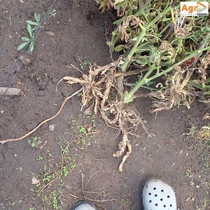 Nematode Control Tips by Farm Distributors | Agribusiness Media | Facebook