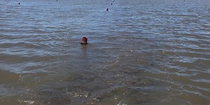 Invasive species of snail adversely affecting crawfish, rice crops in Louisiana