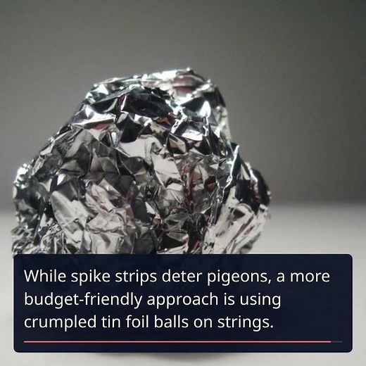 Deter Pigeons: Simple Solutions for Your Garden