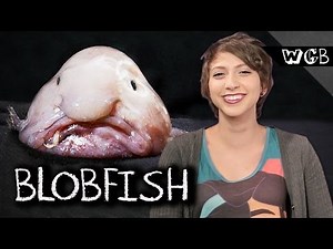 Blobfish are Weird Gross and NOT Beautiful