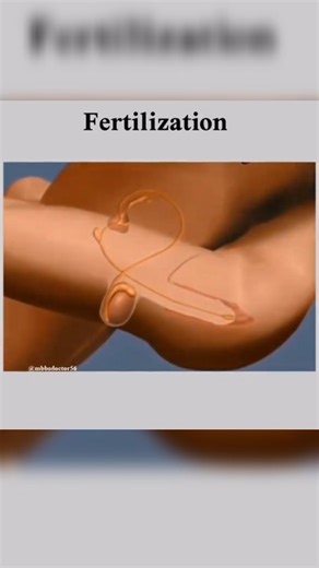 Probryo Fertility Clinic on Instagram: "The miraculous moment when a single sperm meets the egg, their nuclei fuse, and a new life begins; uniting two genetic stories into one unique human journey. Your journey to parenthood can begin today. Call us today: 08037131355 #ivf #probryofertilityclinic #ivfinnigeria #ivfsupport"