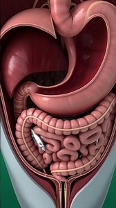 What Happens When Dolphins Eat Fish? | Body Growth Explained#shorts #youtubeshortvideos