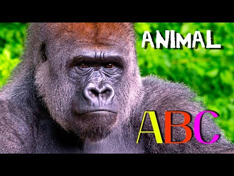 ANIMAL ALPHABET - Kids ABC Song