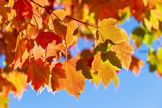 Autumn vs. Fall: Why Americans Say “Fall” and Not “Autumn”