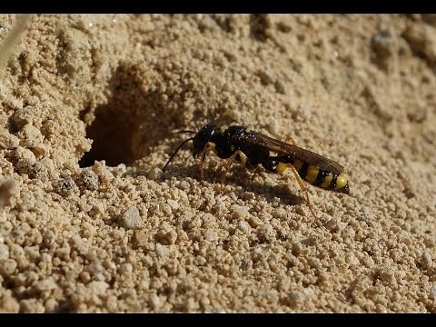 Field Digger Wasp digging her burrow