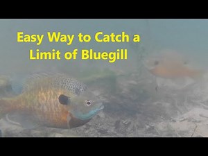 Easy Way to Catch a Limit of Bluegill
