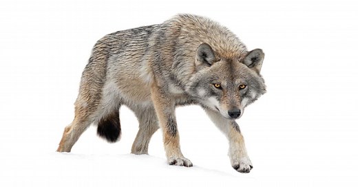 Wolf Life Cycle - Learn About Nature