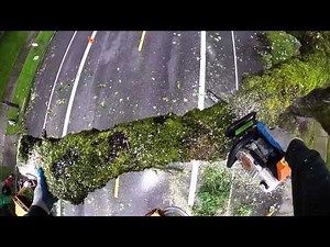 Huge Maple Tree Removal