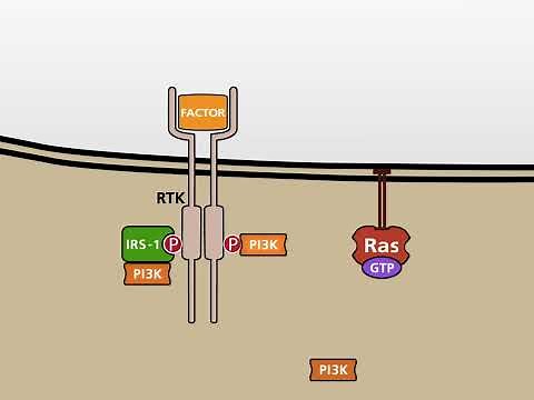 The PI3K/AKT signalling pathway HD