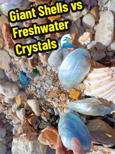 Giant Shells vs Freshwater Crystals 🌊🦪 #agate #gems #gemstone #crystals #shell