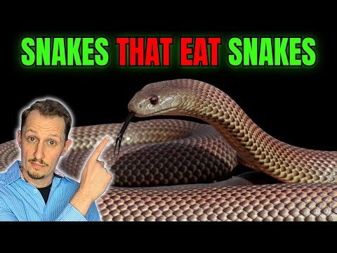 Snakes That Eat Snakes (A Zoologist Explains)