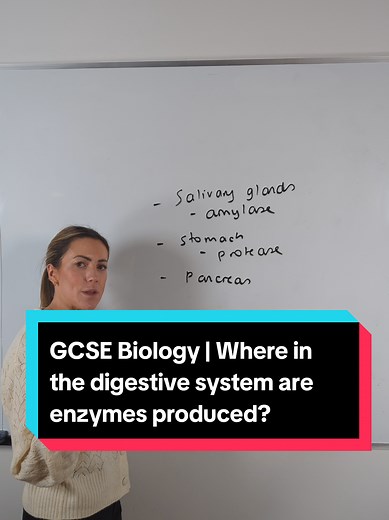 Where Are Enzymes Produced in the Digestive System?