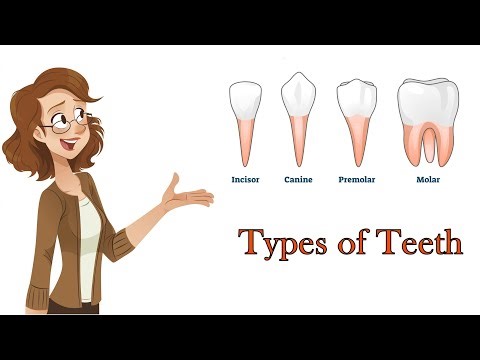 types of teeth and its functions - kids visual dictionary - kids vocabulary - @diyasfunplay