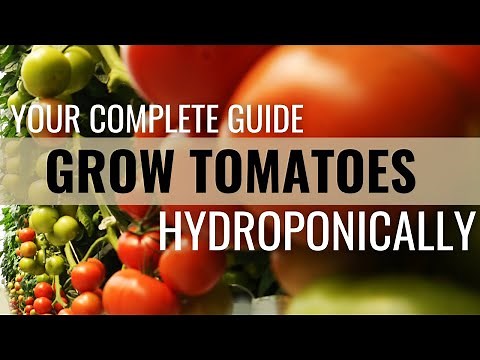 How to Easily Grow Tomatoes in Hydroponics