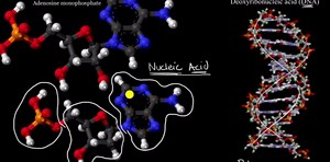 Introduction to nucleic acids and nucleotides