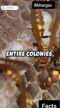 Japanese Giant Hornet: The World’s Deadliest Wasp!"