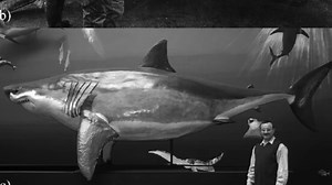 Inside the insane size differences between shark species