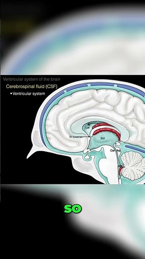Choroid Plexus explained #shorts #science #anatomy #doctor