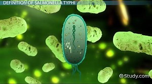 Characteristics of Salmonella Typhi Bacteria