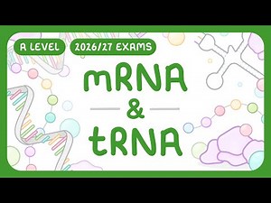 A-Level Biology - mRNA & tRNA | Messenger RNA & Transfer RNA