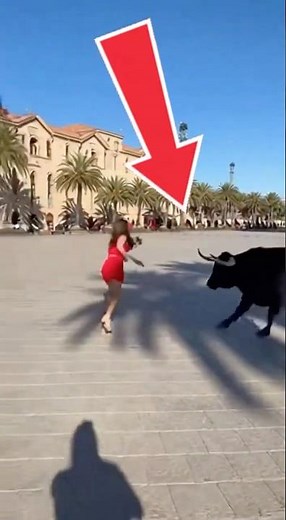 INCREDIBLE! A BULL CHARGES A REPORTER LIVE ON AIR 😱🐂 #shorts #bulls