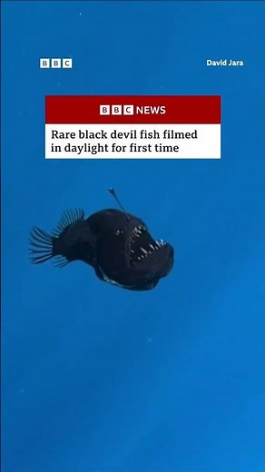 Rare Black Devil fish filmed in daylight for first time