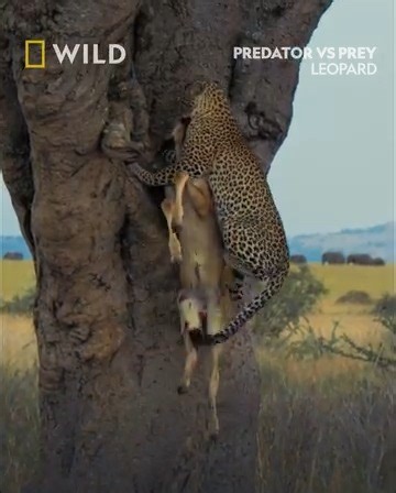 374K views · 11K reactions | Leopards will hunt everything from...