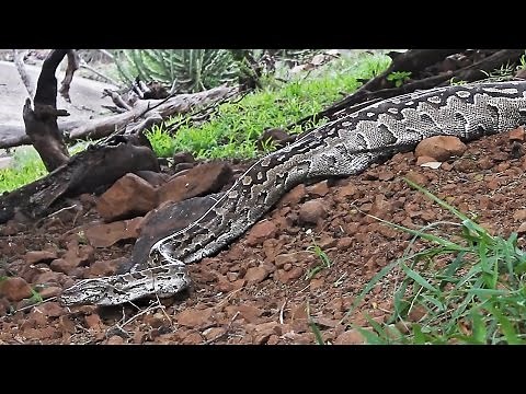 Huge - Rock Python struggles to move after meal of baby impala | Large wild African snake footage