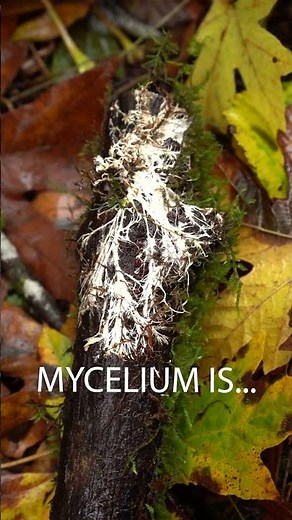 Mycelium is the wood wide web
