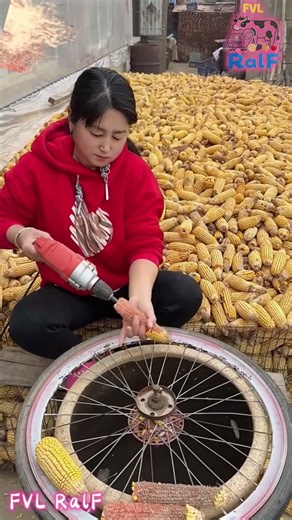 Female farmers use electric drills to thresh corn
