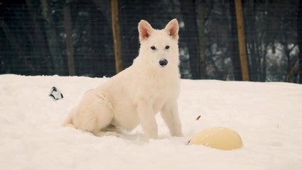 Meet the first dire wolf in 10,000 years as scientists bring species ‘back from extinction’