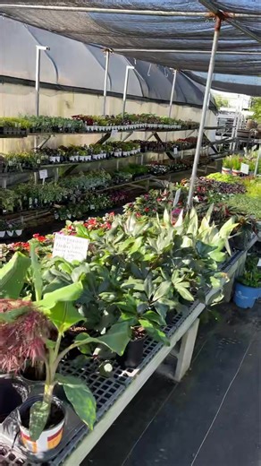 Wow! This weather is gorgeous today! Spring is finally here to stay. It’s that time of year when everything is popping in color and really starting to grow. I was trying to do a live video but our internet service just isn’t good enough. As I was saying in the “live” we get a lot of FB comments and phone calls asking for specific plant items. We try our best to give you an accurate answer of what we have, but it’s crazy around here this time of year and we just can’t remember or verify if we’ve 